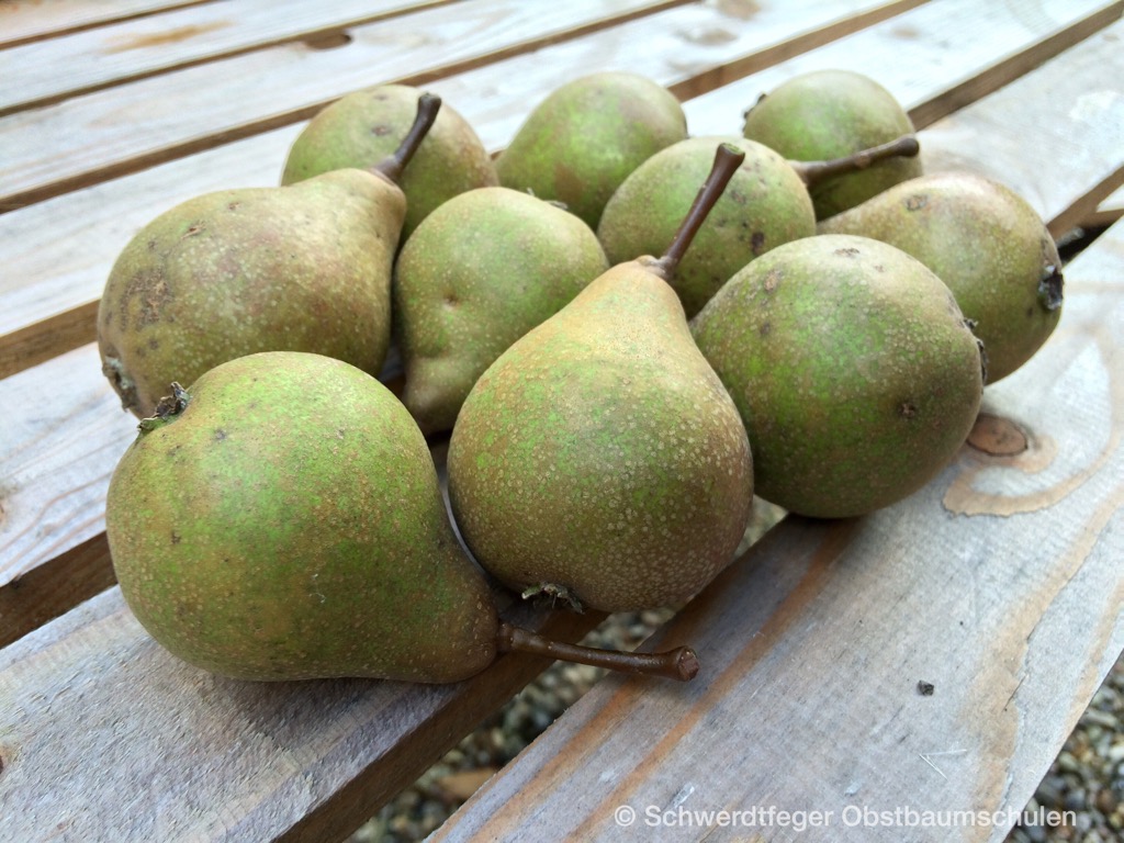 Alte Obstsorten, alte Apfelsorten - Ihr Obstbaum-Shop! www.alte