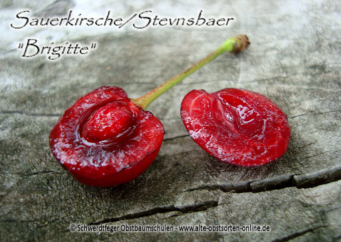 Alte Obstsorten, alte Apfelsorten - Ihr Obstbaum-Shop!  www.alte-obstsorten-online.de - Kirschbaum, Sauerkirsche 'Stevnsbaer  Brigitte' - Kirsche