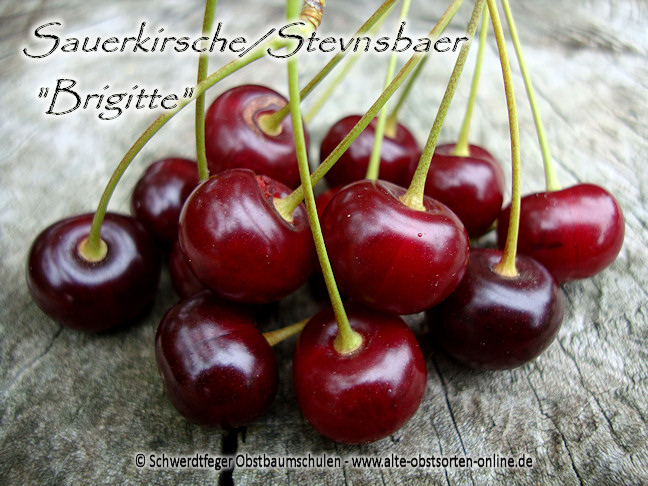 Alte Obstsorten, alte Apfelsorten - Ihr Obstbaum-Shop!  www.alte-obstsorten-online.de - Kirschbaum, Sauerkirsche \'Stevnsbaer  Brigitte\' - Kirsche