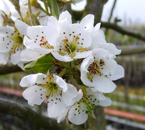 Alte Obstsorten, alte Apfelsorten - Ihr Obstbaum-Shop!  www.alte-obstsorten-online.de - Birnenbaum, Herbstbirne \'Williams Christ\' -  alte Birnensorten!