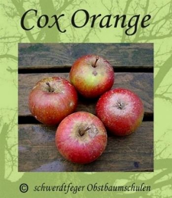 Apfelbaum, Herbstapfel 'Cox Orangenrenette' (Malus 'Cox Orange') - alte Apfelsorte!