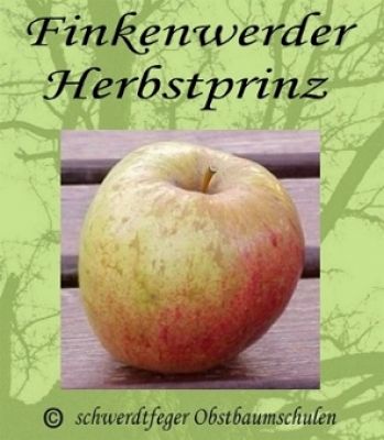 Alte Obstsorten, alte Apfelsorten - Ihr Obstbaum-Shop!  www.alte-obstsorten-online.de - Zwergapfelbaum, Herbstapfel \'Finkenwerder  Herbstprinz´ (Prinzenapfel), Malus ´Finkenwerder Herbstprinz´ - Zwergobst!
