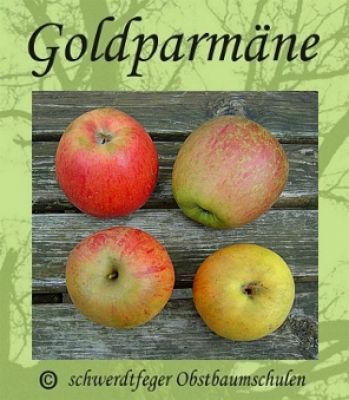 Alte Obstsorten, alte Apfelsorten - Ihr Obstbaum-Shop!  www.alte-obstsorten-online.de - Zwerg-Apfelbaum ´Goldparmäne´ (Zwergapfel  Malus ´Wintergoldparmäne´) - Zwergobstbaum!