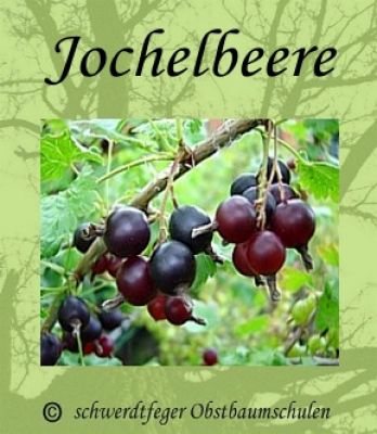 Jostabeere / Josta (Jochelbeere) - Buschform/Strauchform