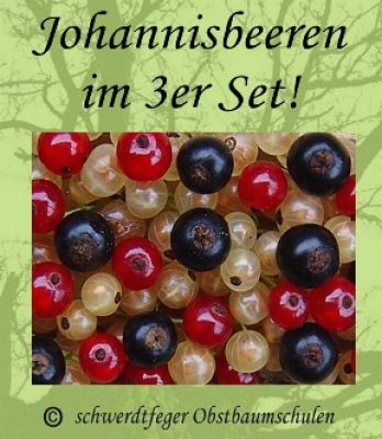 3er Sparset! Johannisbeeren - rote/schwarze/weiße Johannisbeere - Stammform