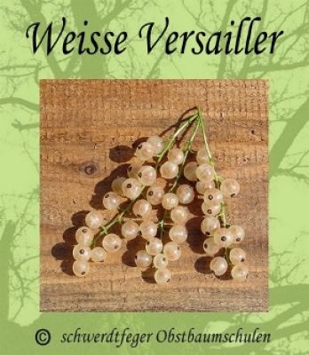 3er Sparset! Johannisbeeren - rote/schwarze/weiße Johannisbeere - Stammform