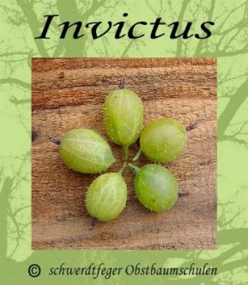 Stachelbeere-Gelb "Invictus" - Stammform, robuste Stachelbeersorte!