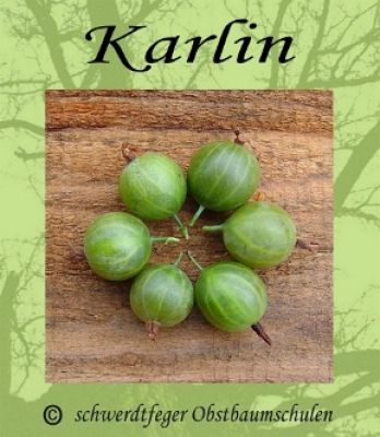 Stachelbeere-Grün "Karlin" - Stammform - robuste Stachelbeersorte!