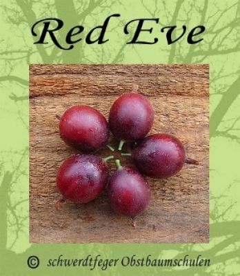Stachelbeere-Rot "Red Eve" - Stammform, robuste Stachelbeersorte!