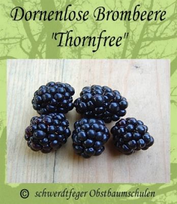 Dornenlose Brombeere (Rubus fruticosus) 'Thornfree' - halb-immergrün!