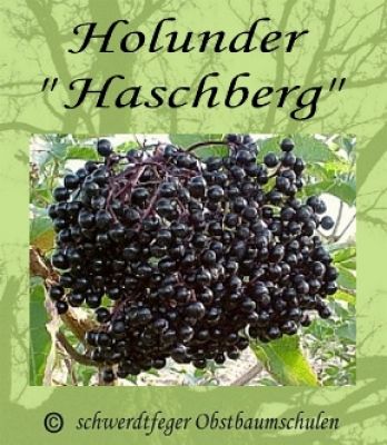Holunder / Fiederbeere ´Haschberg´ - robuste Holundersorte!