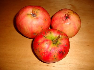 Apfelbaum, Herbstapfel 'Blutapfel' (Malus 'Blutapfel')