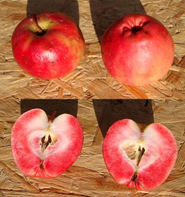 Apfelbaum, Herbstapfel 'Blutapfel' (Malus 'Blutapfel')