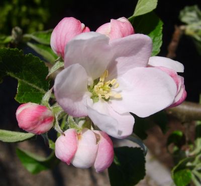 Apfelbaum, Herbstapfel 'Cox Orangenrenette' (Malus 'Cox Orange') - alte Apfelsorte!