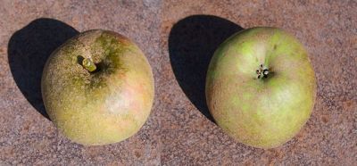 Apfelbaum, Winterapfel "Coulons Renette"