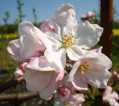 Apfelbaum, Winterapfel "Coulons Renette"