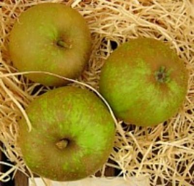Apfelbaum, Winterapfel "Coulons Renette"