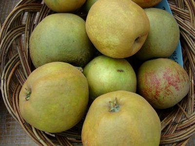 Apfelbaum, Winterapfel "Dronning Louise von Dänemark"