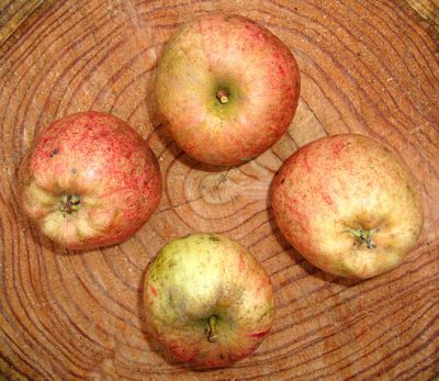 Alte Obstsorten, alte Apfelsorten - Ihr Obstbaum-Shop!  www.alte-obstsorten-online.de - Zwergapfelbaum, Herbstapfel \'Finkenwerder  Herbstprinz´ (Prinzenapfel), Malus ´Finkenwerder Herbstprinz´ - Zwergobst!