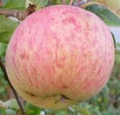 Alte Obstsorten, alte Apfelsorten - Ihr Obstbaum-Shop!   - APfelbaum, Herbstapfel 'Früher Rambur'  (Rambour), alte Apfelsorte - Malus 'Früher Rambur´