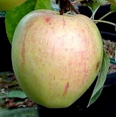Apfelbaum, Winterapfel "Geflammter Kardinal"