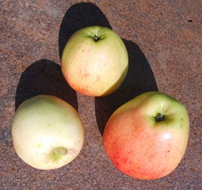 Apfelbaum, Winterapfel "Geflammter Kardinal"