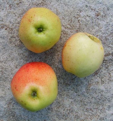 Apfelbaum, Winterapfel "Geflammter Kardinal"