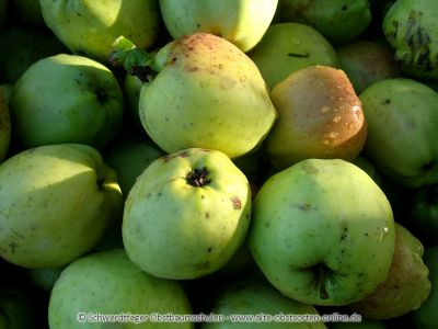 Apfelbaum, Herbstapfel 'Gelber Bellefleur' (Malus 'Gelber Bellefleur') - alte Apfelsorte!