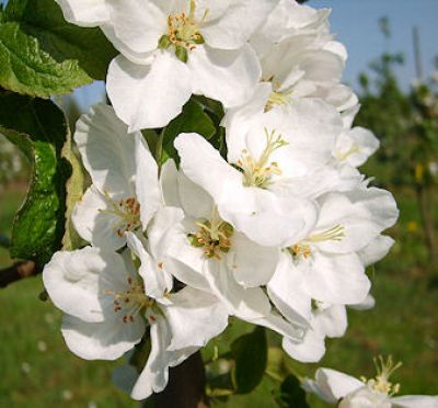 Apfelbaum, Winterapfel "Gestreifter Wintertaubenapfel""