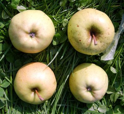 Apfelbaum, Winterapfel "Golden Delicious"