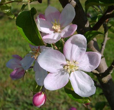 Apfelbaum, Winterapfel "Golden Delicious"