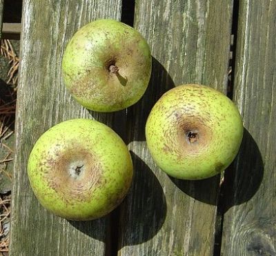 Apfelbaum, Winterapfel " Dithmarscher Goldpepping"