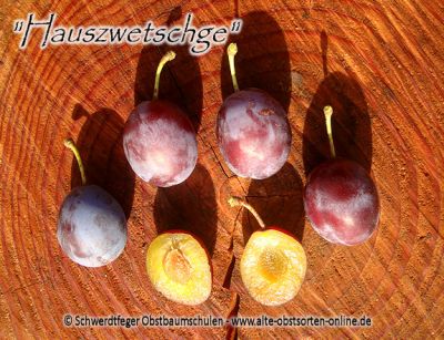 Zwerg-Zwetschgenbaum "Hauszwetschge" (Zwetsche / Zwetschge)