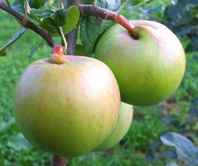 Apfelbaum, Winterapfel "Heider Küchenapfel"