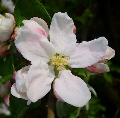Apfelbaum, Winterapfel "Heider Küchenapfel"