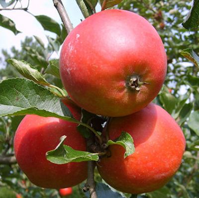 Alte Obstsorten, alte Apfelsorten - Ihr Obstbaum-Shop!  www.alte-obstsorten-online.de - Apfelbaum, Herbstapfel 'Roter Holsteiner Cox'  - alte Apfelsorte!