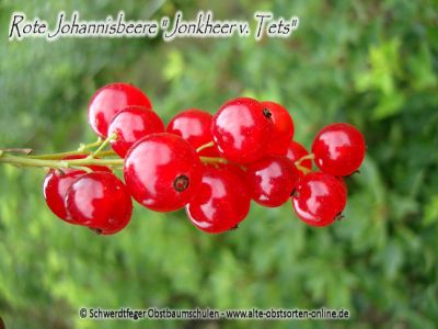 Rote Johannisbeere "Jonkheer van Tets" - Buschform/Strauchform