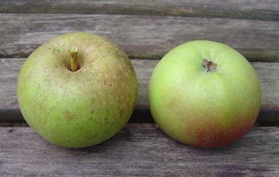 Apfelbaum, Winterapfel "Kasseler Renette"