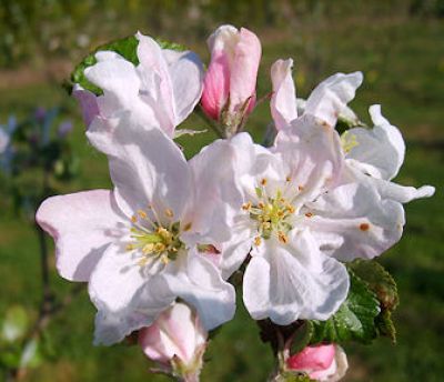 Apfelbaum, Winterapfel "Kasseler Renette"