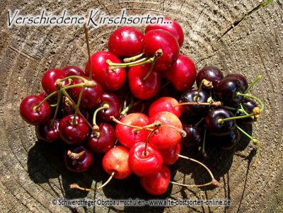 Kirschbaum, Süßkirsche "Sweet Star"