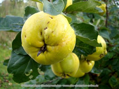 Alte Obstsorten, alte Apfelsorten - Ihr Obstbaum-Shop!  www.alte-obstsorten-online.de - Quittenbaum, Apfelquitte \'Konstantinopeler  Apfelquitte\' - Quitte