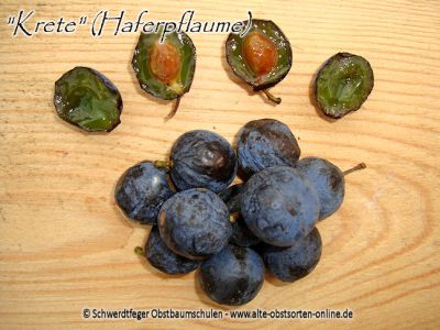 Zwerg-Pflaumenbaum / Zwergpflaume "Krete/Kricke" (Haferpflaume)