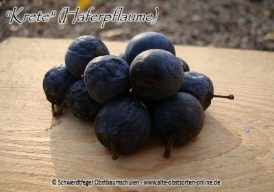 Zwerg-Pflaumenbaum / Zwergpflaume "Krete/Kricke" (Haferpflaume)
