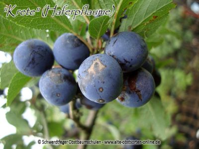 Zwerg-Pflaumenbaum / Zwergpflaume "Krete/Kricke" (Haferpflaume)