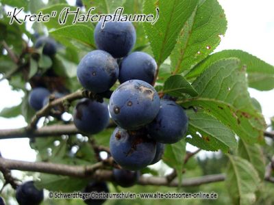 Zwerg-Pflaumenbaum / Zwergpflaume "Krete/Kricke" (Haferpflaume)