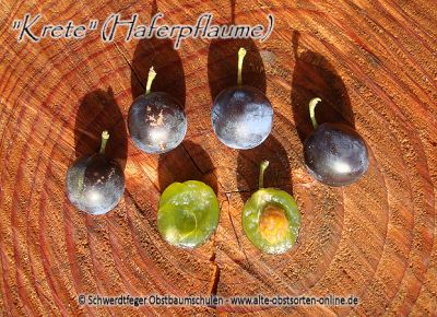 Zwerg-Pflaumenbaum / Zwergpflaume "Krete/Kricke" (Haferpflaume)