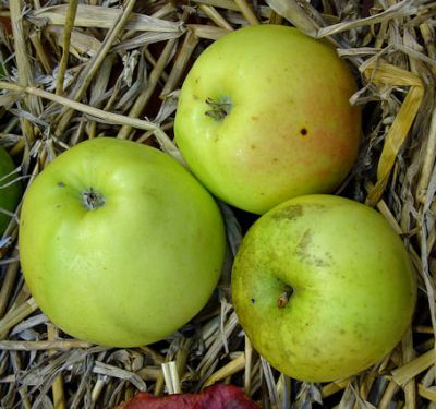 Apfelbaum, Winterapfel "Landsberger Renette"