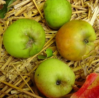 Apfelbaum, Winterapfel "Landsberger Renette"