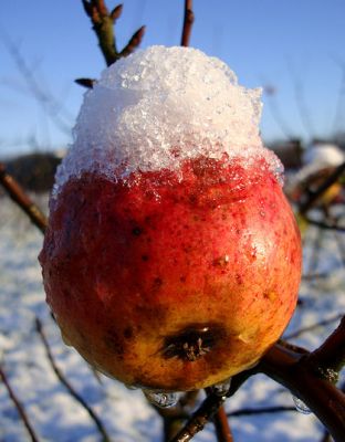 Apfelbaum, Winterapfel "Martini"