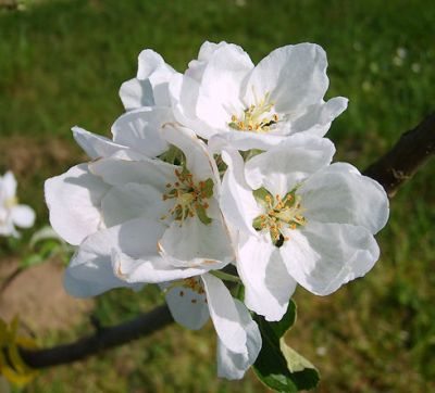 Apfelbaum, Winterapfel "Nathusius Taubenapfel"